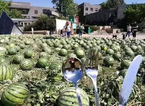 朝阳免费吃瓜网,揭秘都市生活趣味圈,畅享免费美食盛宴 第3张 朝阳免费吃瓜网,揭秘都市生活趣味圈,畅享免费美食盛宴 第3张