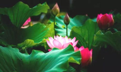 莲花一生最新爆料是真的吗,真相揭秘,是真是假引热议 第2张 莲花一生最新爆料是真的吗,真相揭秘,是真是假引热议 第2张